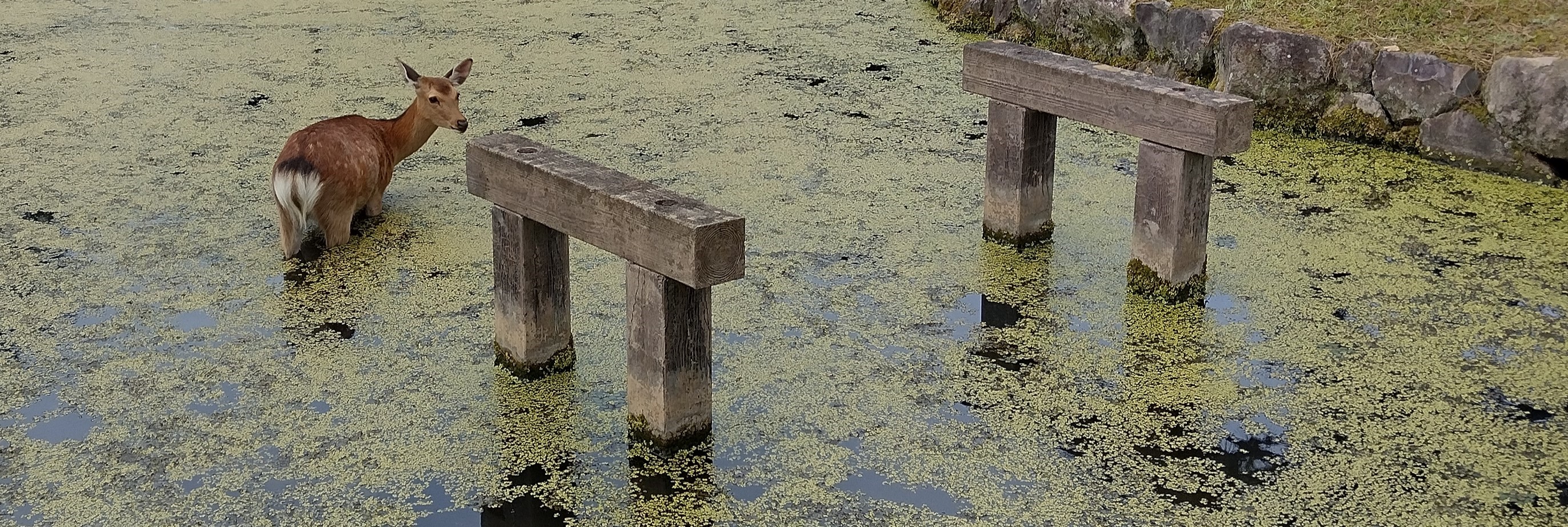 Taken by Ewout Crombez, deer in duckweed, Nara, Japan