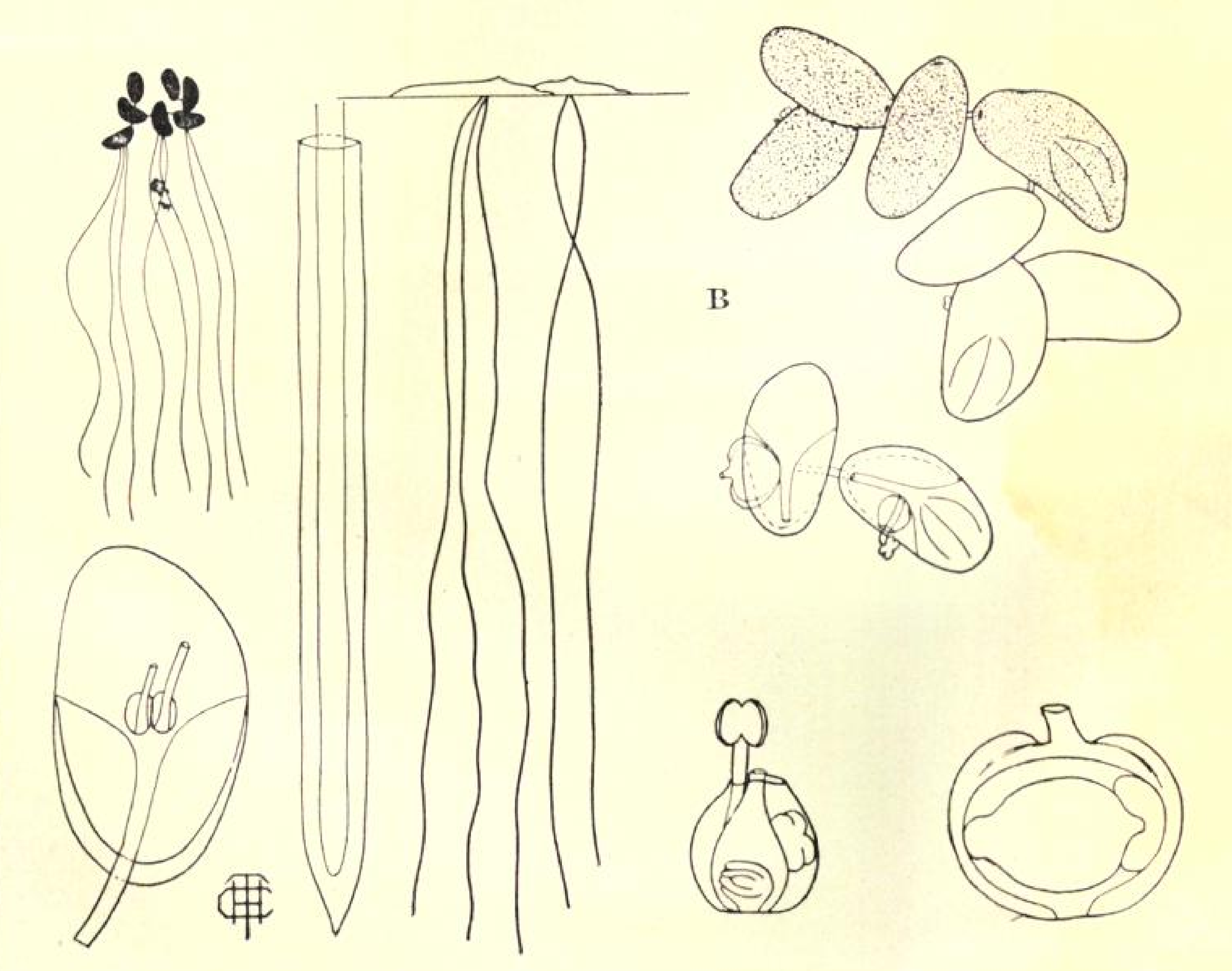 Illustration accompanying the description of S. punctata (G.Mey.) C.H.Thomps. in Rep. (Annual) Missouri Bot. Gard. 1898: 28 , source: BHL & Missouri Botanical Garden https://doi.org/10.5962/bhl.title.818