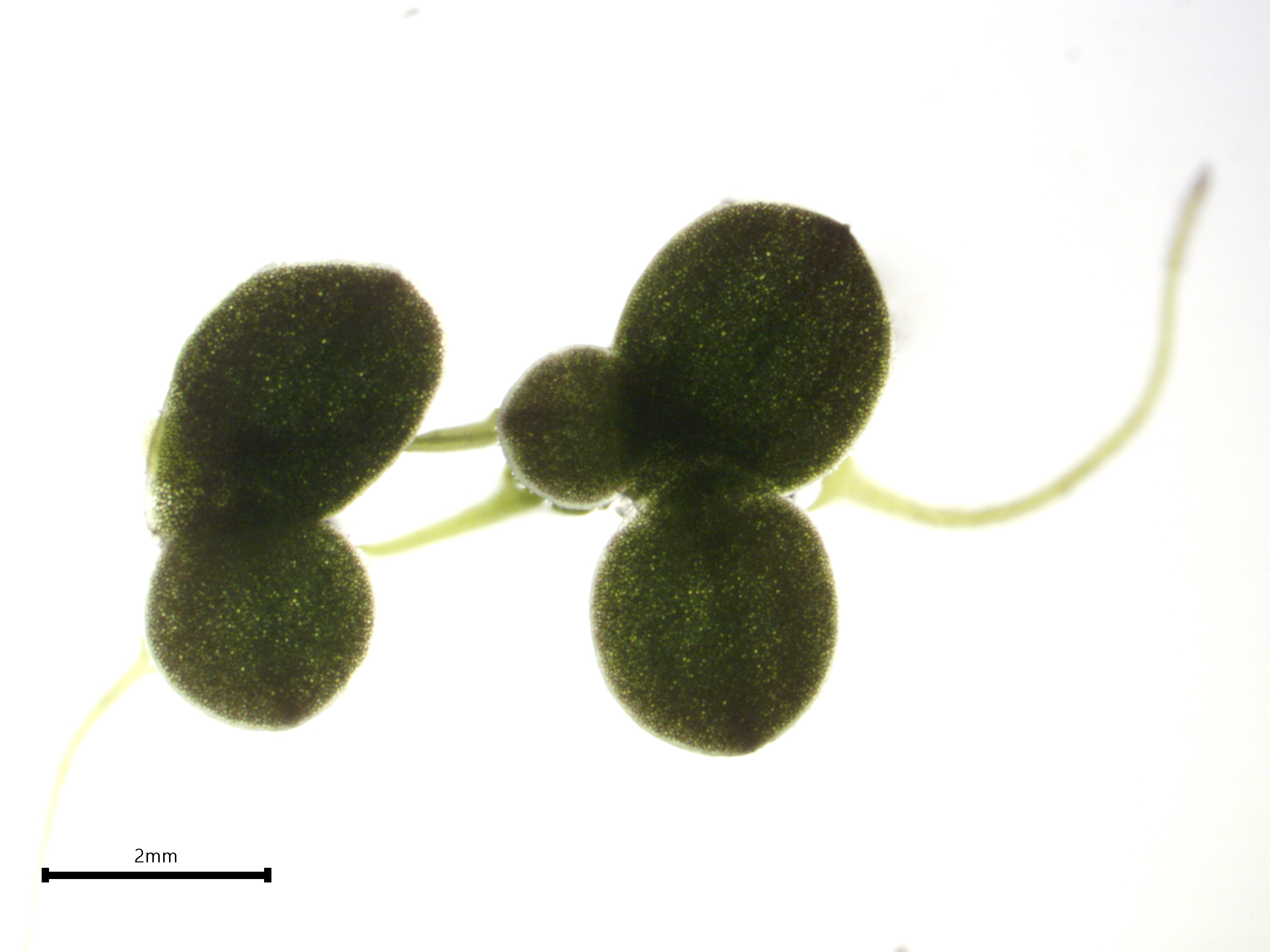 Lemna disperma clone 8729