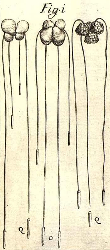 Illustration accompanying Linnaeus' description of Lemna gibba, Micheli, P.A. (1729) Nov. Pl. Gen. 16 t.11 f.1, source: Biblioteca del Real Jardín Botánico, RJB-CSIC: https://bibdigital.rjb.csic.es
