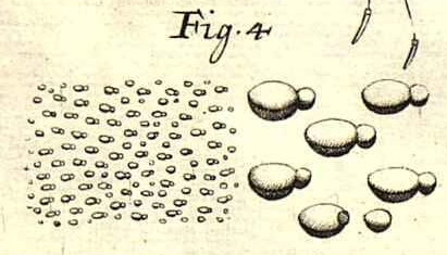 Illustration accompanying Linnaeus' description of Wolffia arrhiza, Micheli, P.A. (1729) Nov. Pl. Gen. 16 t.11 f.4, source: Biblioteca del Real Jardín Botánico, RJB-CSIC: https://bibdigital.rjb.csic.es