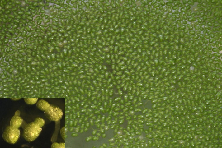 Flowering fronds of W. microscopica. Inset: A closer view of the flowers on the dorsal surface and the ventral “pseudoroot”. (Photo: K.-J. Appenroth; Inset: K. Sowjanya Sree). Taken from ISCDRA letter 3