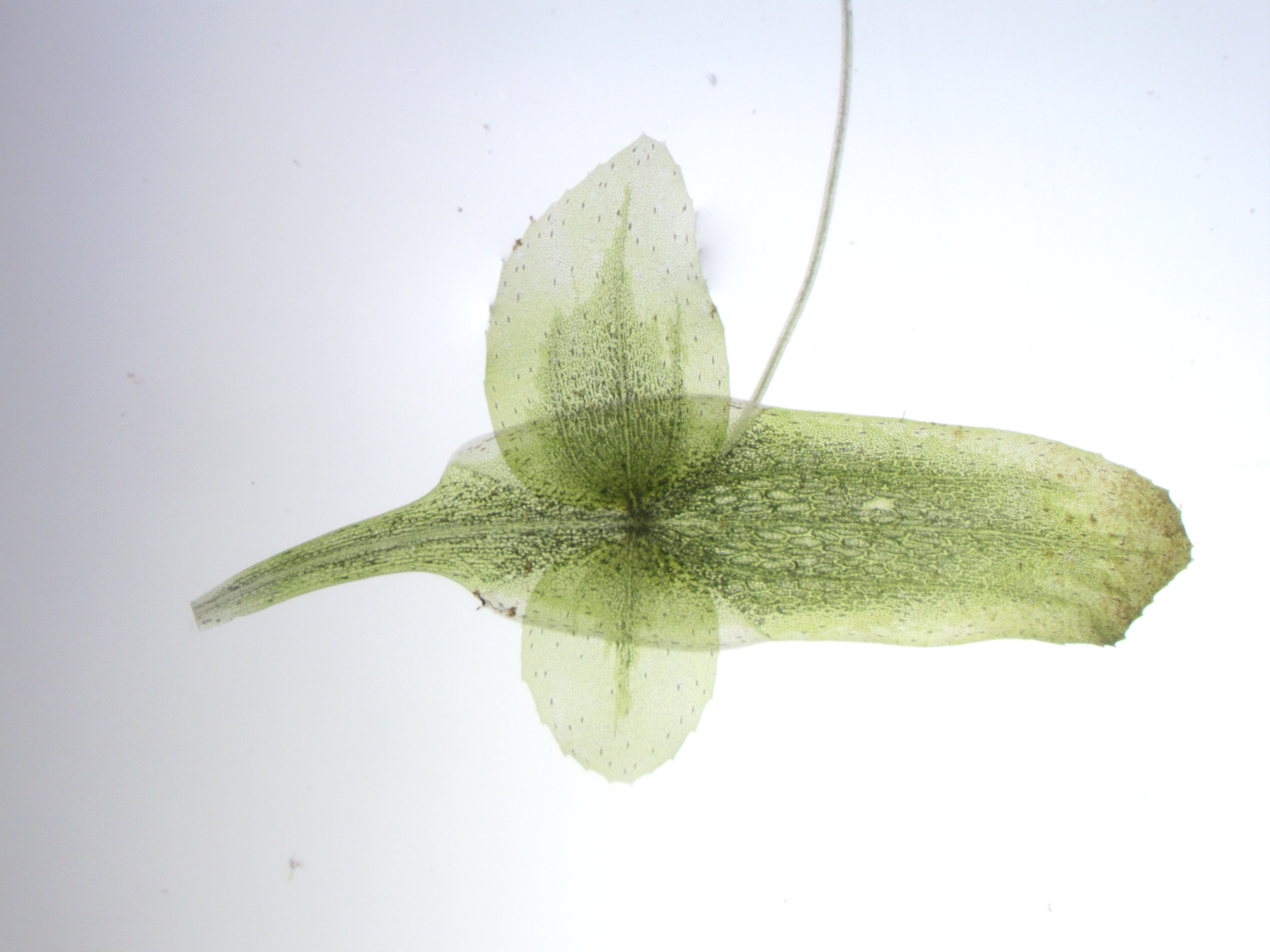 Lemna trisulca