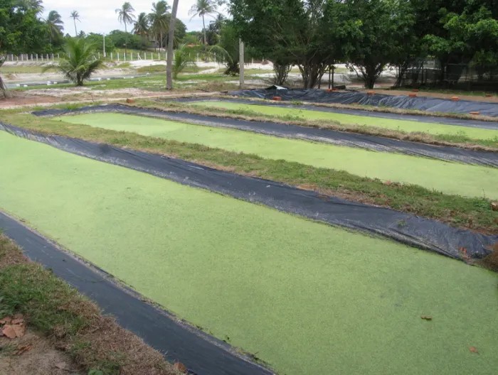 duckweed treatment lagoons