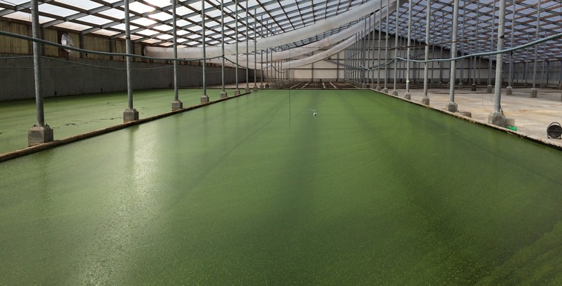 Ecoferm roofpond above cattle stable