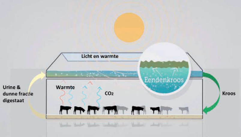 Scheme of the ecoferm stable where urine and the liquid fraction of digestate is used as a fertilizer to grow duckweed on the roof of the stable. Heat and CO2 produced by the cows is used by the duckweed that is eventually fed to the cows.