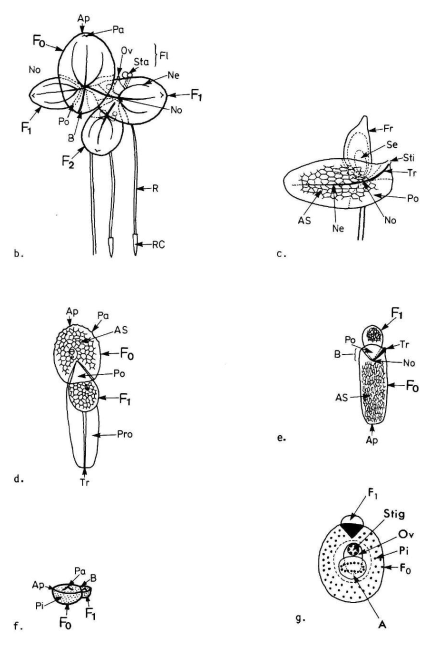 Lemnaceae_morphology