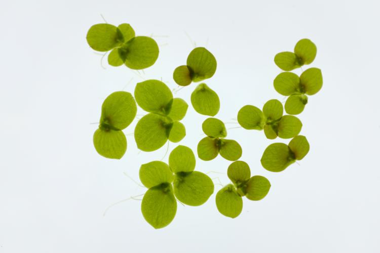 Spirodela_polyrhiza
