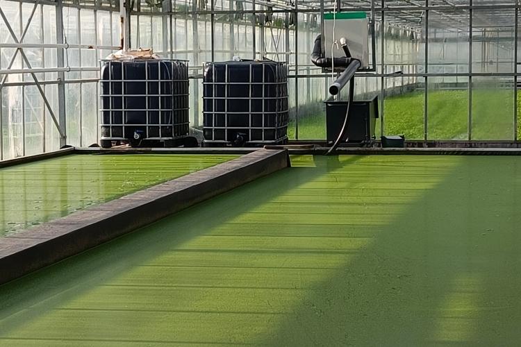 Duckweed pilot at greenhouse