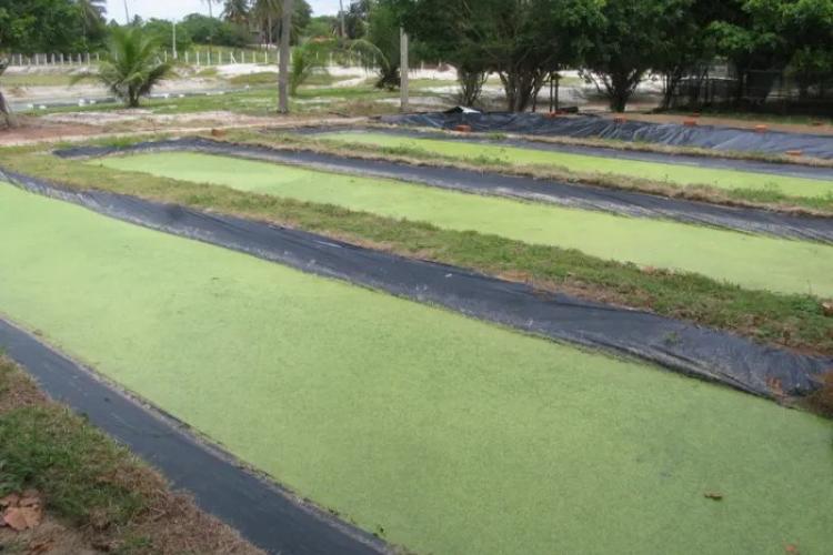 Treatment Lagoons
