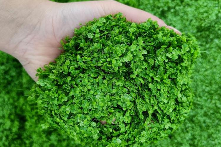 Duckweed animal feed