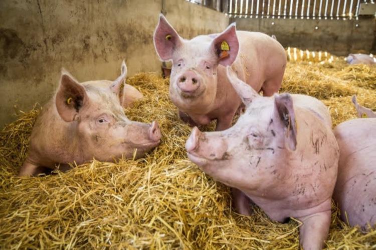 Pig Farm Case Study