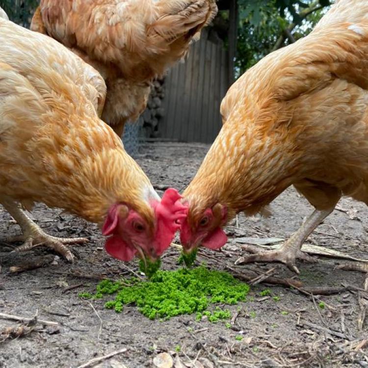Chickens eating wolffia, Picture taken by Marie Lambert