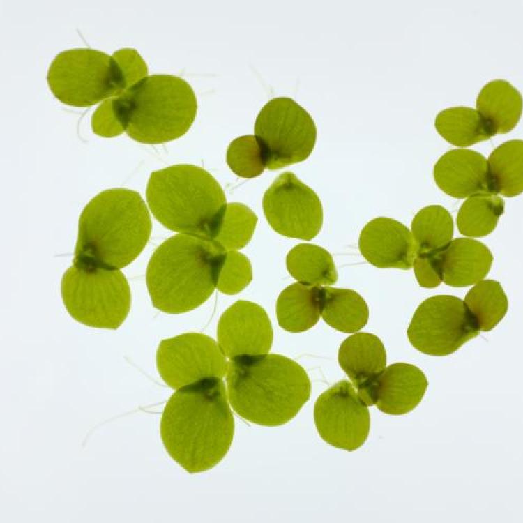 Spirodela_polyrhiza