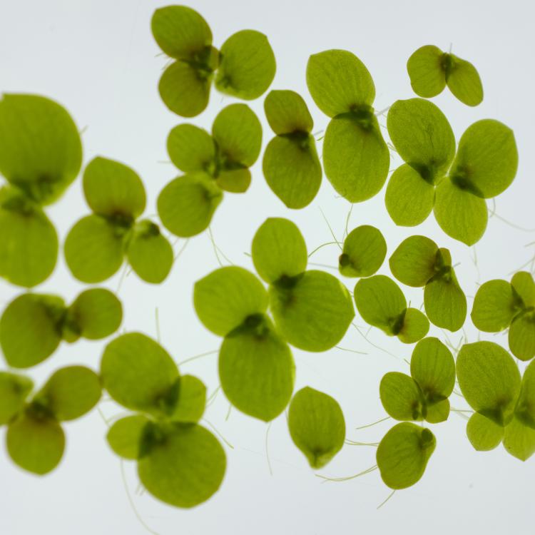Spirodela polyrhiza