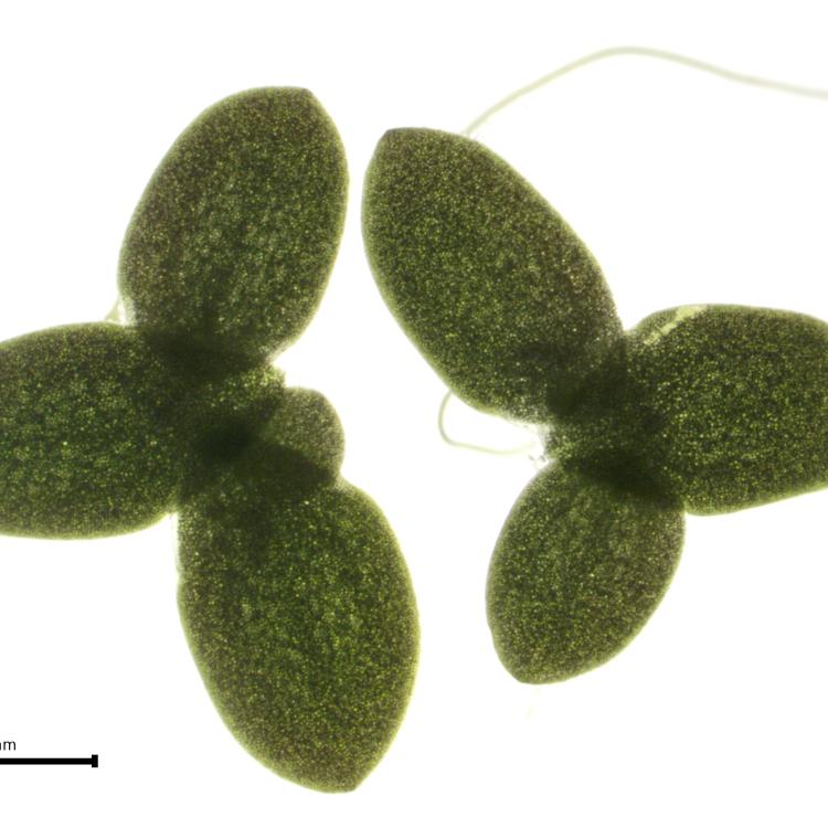 Lemna aequinoctialis