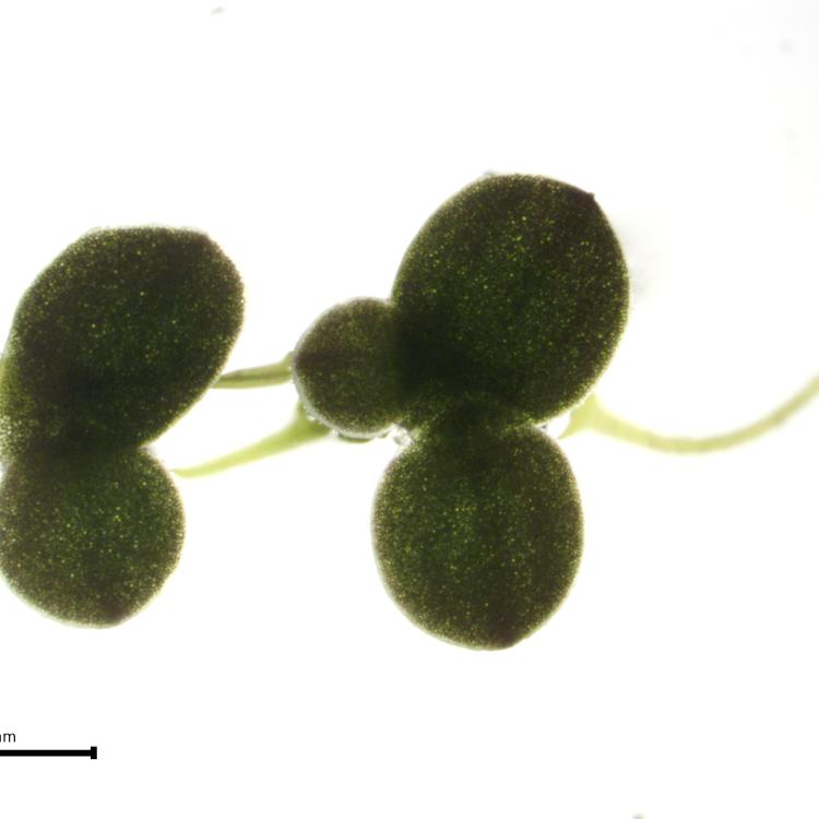 Lemna disperma clone 8729