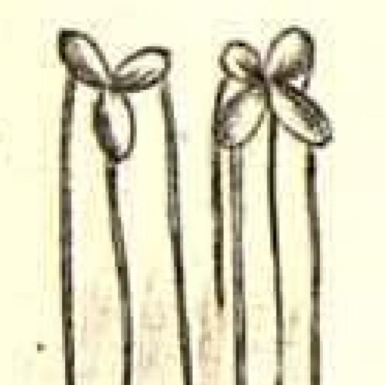 Illustration accompanying Linnaeus' description of Lemna minor, Micheli, P.A. (1729) Nov. Pl. Gen. 16 t.11 f.3, source: Biblioteca del Real Jardín Botánico, RJB-CSIC: https://bibdigital.rjb.csic.es