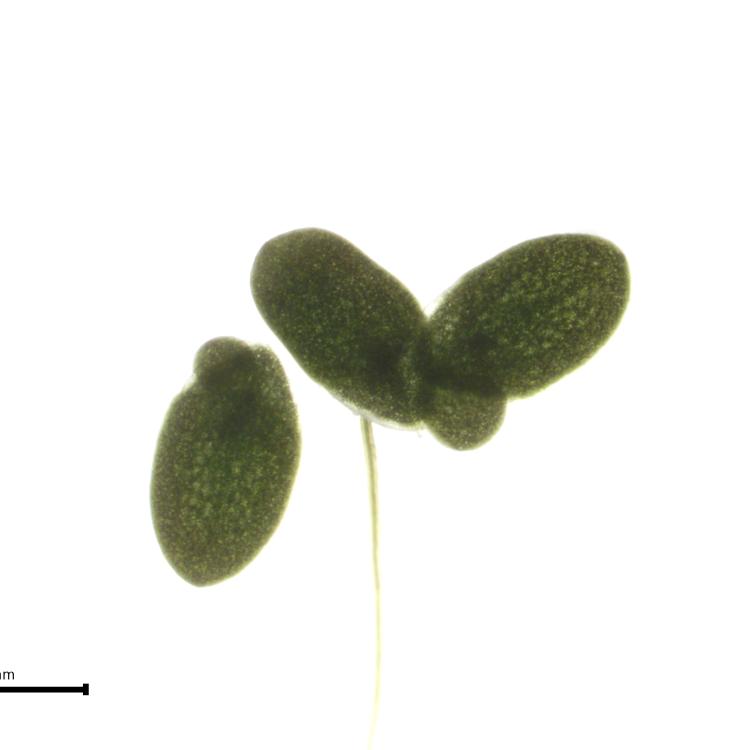 Lemna perpusilla clone 7339