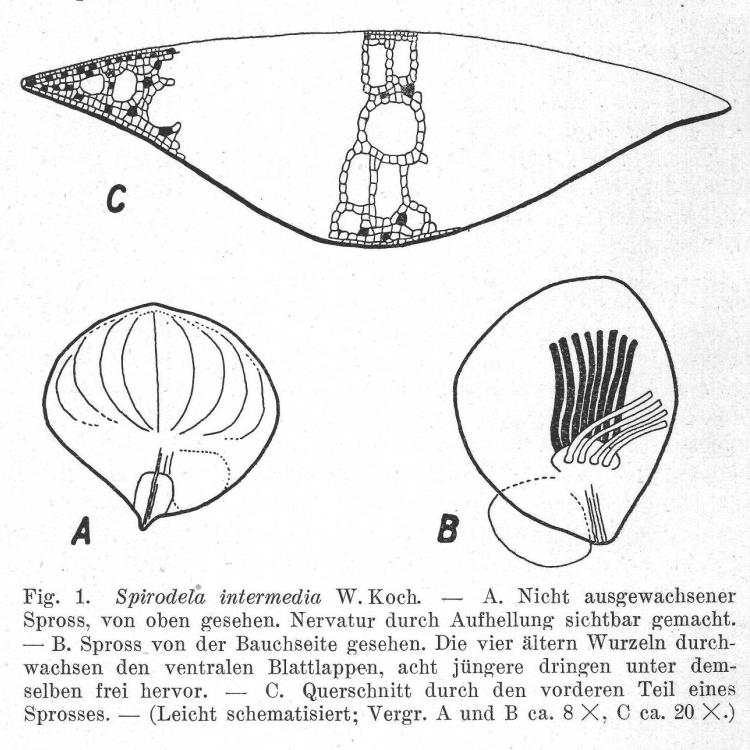 Illustration accompanying the description by Koch. Koch, W. 1932. Beitrag zur Lemnaceen-Flora Mittel- und Südamerikas. Berichte der Schweizerischen Botanischen Gesellschaft. Band 41 . Source: ETH Library Zurich, E-Periodica, https://www.e-periodica.ch.