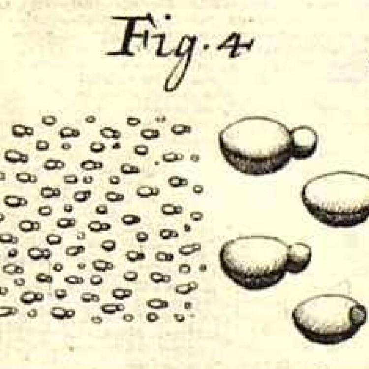 Illustration accompanying Linnaeus' description of Wolffia arrhiza, Micheli, P.A. (1729) Nov. Pl. Gen. 16 t.11 f.4, source: Biblioteca del Real Jardín Botánico, RJB-CSIC: https://bibdigital.rjb.csic.es