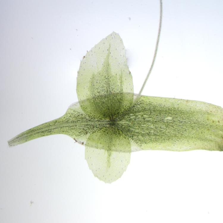 Lemna trisulca